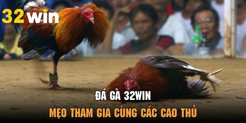 Kinh nghiệm cá cược đá gà chọi hiệu quả